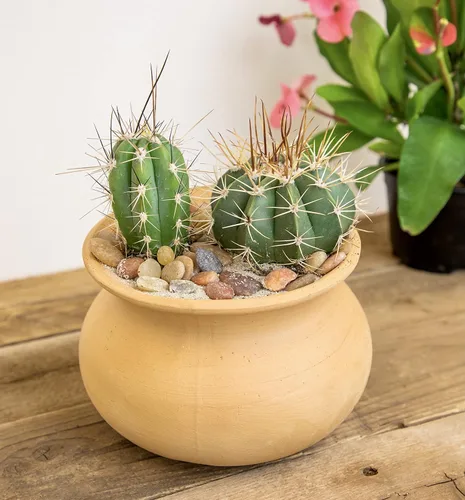 Miniatura 5 de Altman Plants, Surtido de plantas de cactus vivas (8 unidades), plantas suculentas vivas en mezcla de tierra de cactus, plantas de cactus vivas