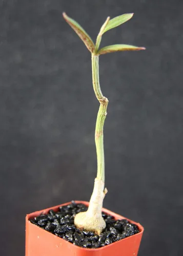 Hogar y Jardín _ Monadenium Rubellum Exótico Cactus Raro Aloe Cacti Caudex Euphorbia Bonsai 2" Pot por Buch4Land