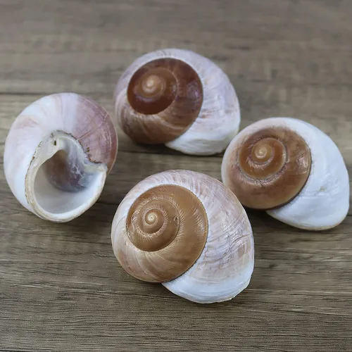 Miniatura 3 de Paquete de 4 conchas de cangrejo ermitaño grandes, caracol de muffin, turbo, caracol gigante de tierra Casa de cangrejo ermitaño para decoración