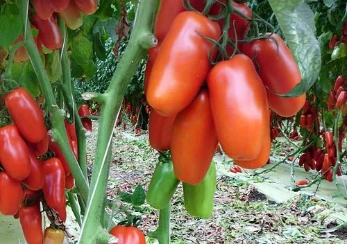 Miniatura 7 de Más de 30 semillas de tomate italianas en pasta San Marzano, sin OMG, indeterminadas, polinizadas abiertas, productivas, deliciosas, de Estados