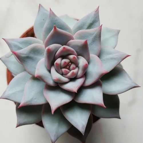Miniatura 2 de Echeveria Suculents Plantas vivas para cultivar, suculentas de Echeveria vivas, plantas de Echeveria vivas, suculentas de Echeveria viva, pájaro
