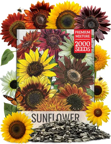 Miniatura 23 de Seed Needs Mezcla de semillas de girasol para plantar Sunset Blend 7 variedades Más de 1000 semillas Helianthus Annuus Heirloom Semillas de flores