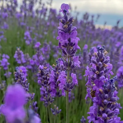 Miniatura 3 de ZEshops 1000 semillas de lavanda – Floraciones de reliquia fragantes sin OMG para plantar al aire libre, plantas perennes aptas para polinizadores