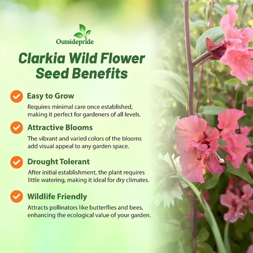 Miniatura 3 de Outsidepride Semillas anuales de flores silvestres Clarkia de 1/4 lb para plantar