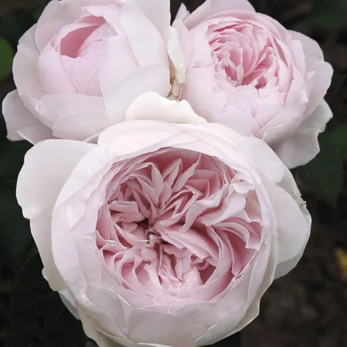 Miniatura 6 de Earth Angel Parfuma Rose, 1.5 galones en maceta, rosa rubor, planta viva Floraciones en forma de peonía, raíz propia, zonas resistentes 5-10