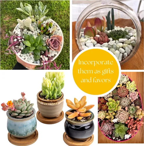 Miniatura 4 de Suculenta Colgante Viva Paquete de 4 Collar de Rubí Colgante Bien Enraizado (Little Pickles) Plantado en Macetas de 2 Pulgadas Plantas Pequeñas