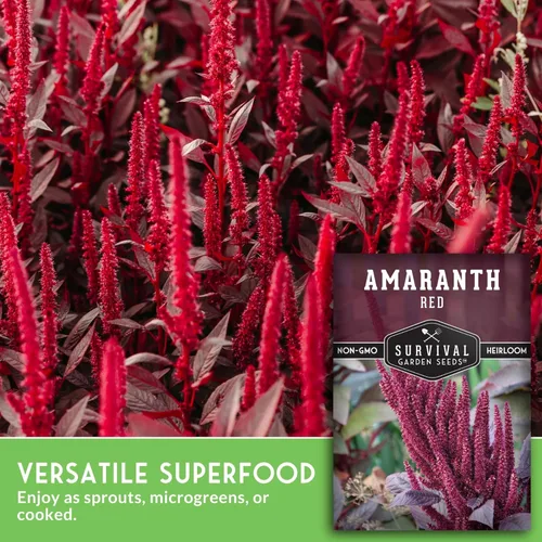 Miniatura 5 de Semillas de amaranto rojo para plantar, verduras de hoja verde comestible y variedad de granos, microgreens de rápido crecimiento o cosecha
