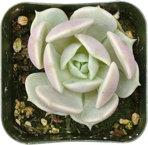 Miniatura 5 de Echeveria Lola - Planta suculenta saludable Echeveria Live de fácil cuidado para interiores, totalmente arraigada en tamaños de 2/4/6 pulgadas