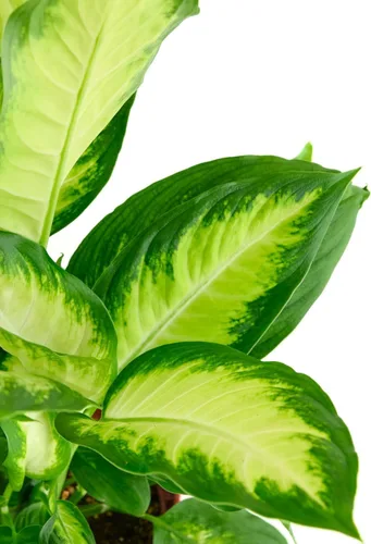 Miniatura 2 de Shop Succulents Dieffenbachia Camille, planta de interior viva, planta de casa tropical de bajo mantenimiento con hojas atractivas variegadas, ideal
