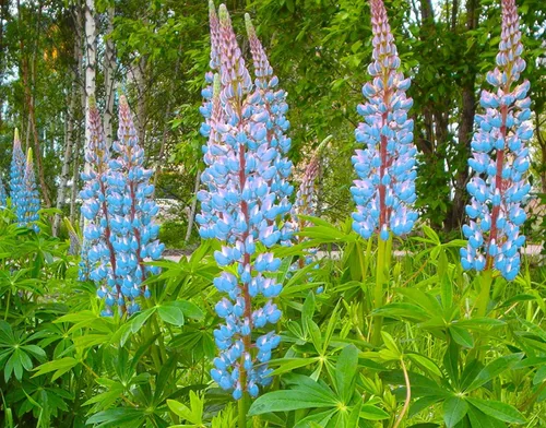 Miniatura 2 de Mount Rainier - Paquete de semillas de flores silvestres de altramuces sil