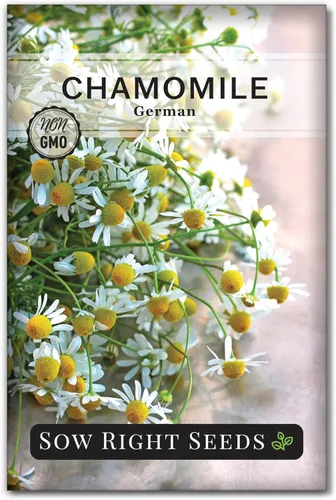 Sow Right Seeds - Semillas de manzanilla alemana para plantar - Paquete de reliquia sin OMG con instrucciones para cultivar té de hierbas - Flor