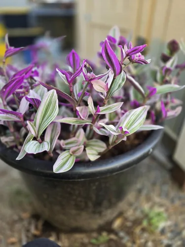 Miniatura 7 de Judío errante Juego de 2 Pink Tradescantia Nanouk Plantas vivas enraizadas en macetas de 4 pulgadas