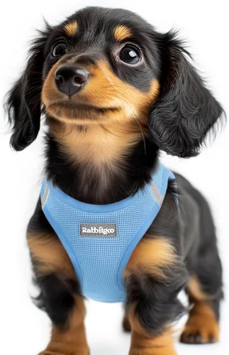 Miniatura 142 de rabbitgoo Arnés para perro pequeño, chaleco de malla suave para cachorros con hebilla de seguridad, arnés reflectante transpirable para mascotas