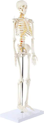 Miniatura 6 de Axis Scientific Mini modelo de esqueleto humano con soporte de metal, 31 pulgadas de alto con brazos y piernas extraíbles, fácil de montar, incluye