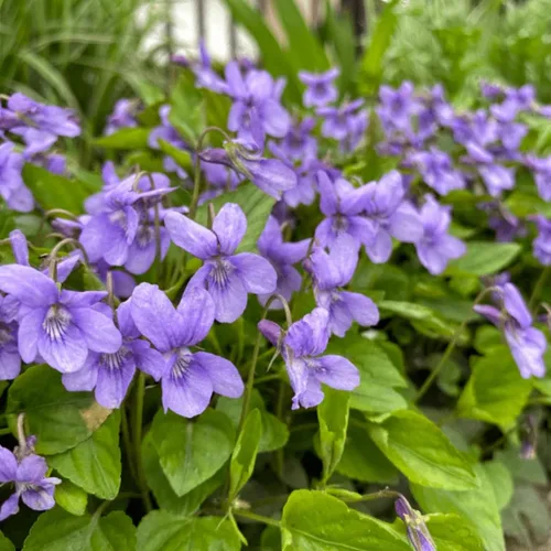 Miniatura 2 de Más de 320 semillas de viola para plantar semillas perennes de flores de violeta dulce sin OMG, flores tradicionales que atraen mariposas