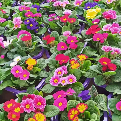Miniatura 4 de Primula Seeds - 200 semillas de flores perennes vibrantes para plantar Floraciones de principios de primavera, tolerantes a la sombra, perfectas