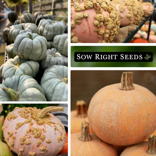 Miniatura 3 de Sow Right Seeds - Colección decorativa de semillas de calabaza para plantar - Jarrahdale, Galeux d'Eysines y calabazas de lujo de invierno