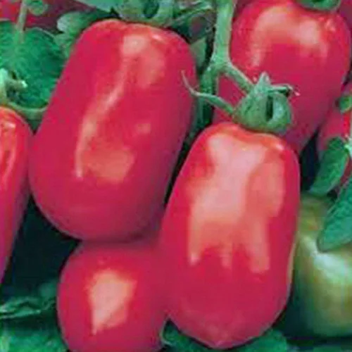 Miniatura 2 de Semilla de tomate, Roma italiano, reliquia, 25 semillas por paquete, fruta deliciosa y sabrosa, perfecta para hacer salsa, ensaladas y sándwiches