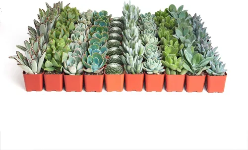 Shop Succulents Paquete de plantas suculentas azules y verdes, colección a granel, mini plantas suculentas vivas, bajo mantenimiento, mezcla de