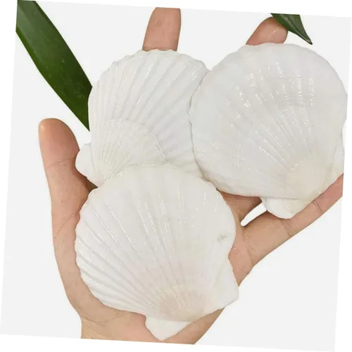 Miniatura 6 de Healifty Platos de concha de vieira 10 piezas de decoración natural de conchas para decoración de barbacoa de cena