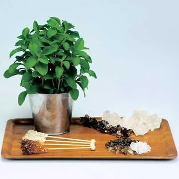 Miniatura 2 de Park Seed Sugarleaf - Semillas de Stevia orgánicas, paquete de 50 semillas