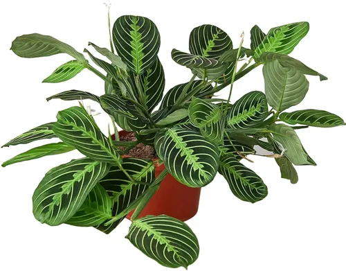 Miniatura 22 de Planta de serpiente Laurentii Sansevieria Trifasciata Planta viva para interior Diferentes plantas de interior en maceta de 4 y 6 pulgadas