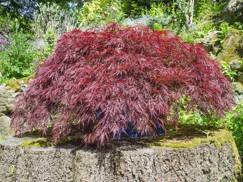 Miniatura 3 de 10 INABA SHIDARE Maple Weeping Red Laceleaf Japanese Acer Palmatum Dissectum Tree Seeds