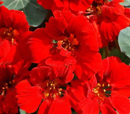 35 semillas de flor de capuchina 'Emperatriz de la India' Tropaeolum nanum, premium sin OMG, polinizado abierto, semillas cultivadas en Estados