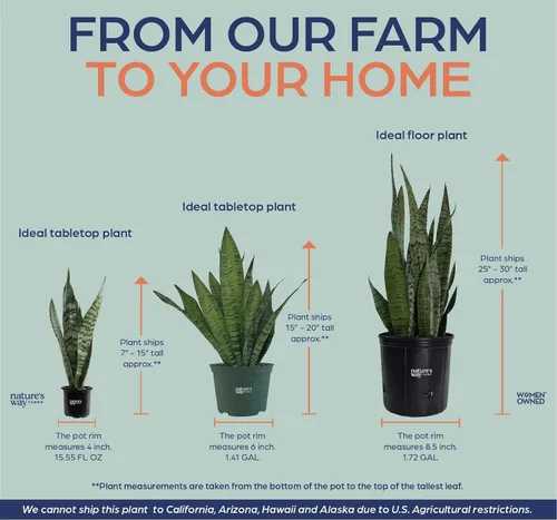 Miniatura 4 de Nature's Way Farms, Sansevieria Zeylanica, planta de serpiente, planta de interior viva, fácil cuidado, purificadora de aire