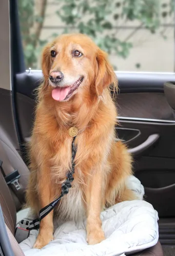 Miniatura 6 de 2 paquetes de cinturón de seguridad para perro ajustable para cinturón de seguridad de coche para vehículo, cinturón de seguridad de nailon