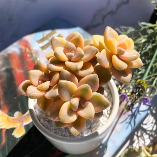 Miniatura 20 de Dudleya Gnoma S.W.McCabe Plantas suculentas raras vivas, 5-7 cabezas de 3.5" Raíz desnuda sin maceta y tierra, decoración para jardín