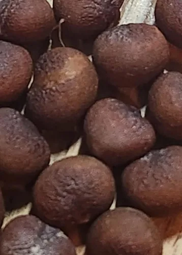 Más de 10 semillas de baobab africano | Árbol de la vida de Adansonia Digitata | Rare
