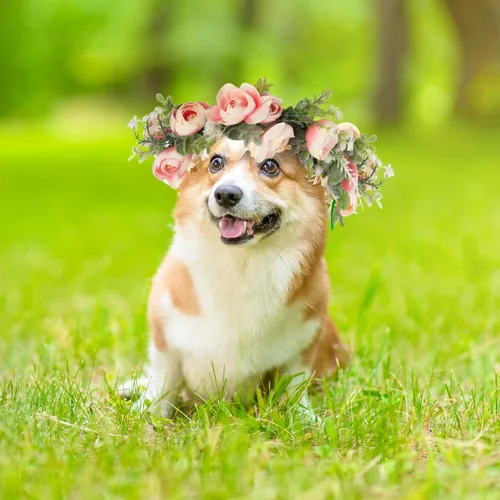 Miniatura 6 de Honoson Collar de flores de boda para perro, atuendo floral rosa, lazo de corona para mujeres, mascotas, gatos, fiesta, accesorios para fotos