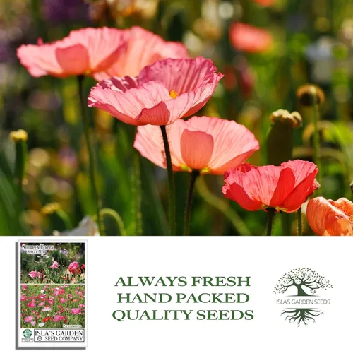 Miniatura 4 de Shirley Semillas de amapola de mezcla única (Papaver rhoeas) – Más de 3000 semillas tradicionales sin OMG de Isla's Garden Seeds, delicadas flores