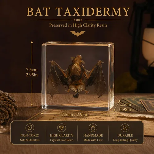 Miniatura 2 de Murciélago de taxidermia, especímenes de murciélago reales en resina para educación científica en el aula, gran regalo para fanáticos