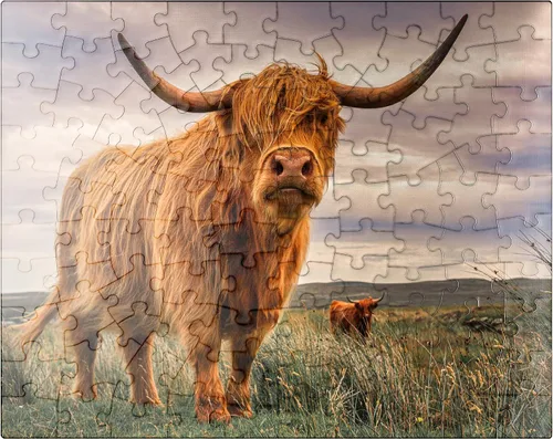 MyPuzzle Strict Pair of Highland Cows Caught On The North Coast of Scotland - Rompecabezas prémium de 100 piezas para adultos