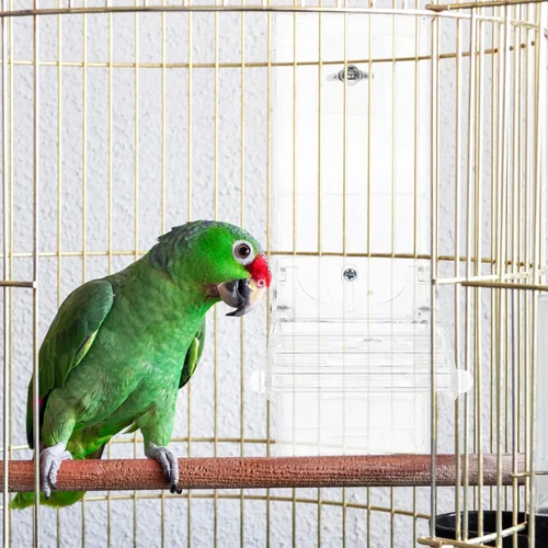 Miniatura 8 de POPETPOP Comedero para periquitos sin ensuciar, comedero automático para pájaros para jaula, estación acrílica para guacamayos grises africanos
