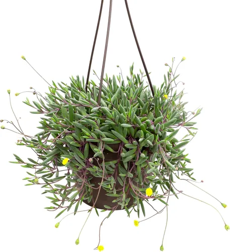 Collar de rubí, cesta colgante de vid suculenta, Othonna capensis, plantas suculentas vivas, plantas de interior vivas, plantas de interior vivas