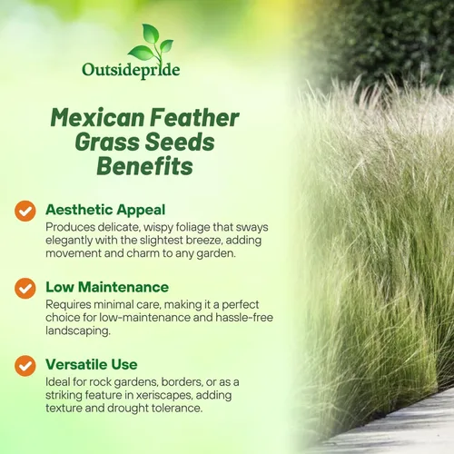 Miniatura 3 de Outsidepride - 1000 semillas de la hierba ornamental perenne esparto (Stipa tenuissima [Mexican Feather] para sembrar