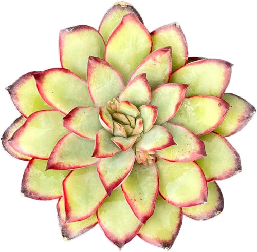 Miniatura 8 de 2" Sedum adolphii 'Shooting Stars' viva, plantas suculentas raras completamente enraizadas en macetas, planta única para el hogar, DIY, regalo