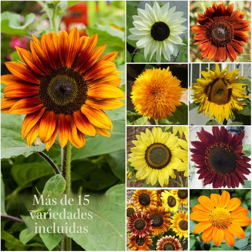 Miniatura 6 de Seed Needs Semillas de girasol para plantar la mezcla loca original Más de 500 semillas de reliquia, más de 15 variedades polinizadas abiertas