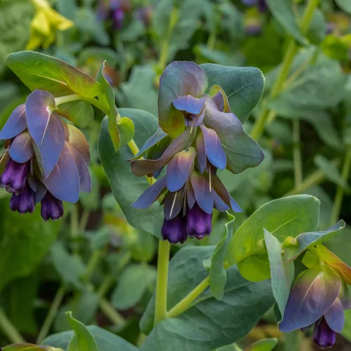 Miniatura 7 de Outsidepride Cerinthe Major Honeywort Semillas – 50 unidades. Semillas anuales, autosiembradas y fáciles de cultivar, semillas de flores