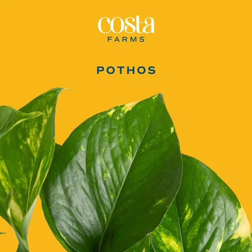 Miniatura 3 de Costa Farms - Planta de Potos