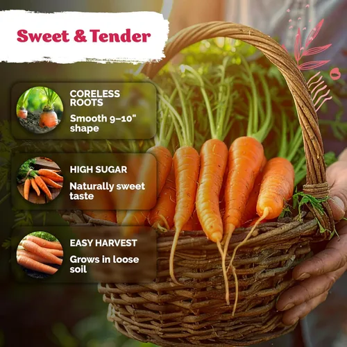 Miniatura 4 de KVITER 3100 semillas de zanahoria tiernas para plantar (Daucus carota) - Semillas de vegetales sin OMG para jardín al aire libre - Zanahorias dulces