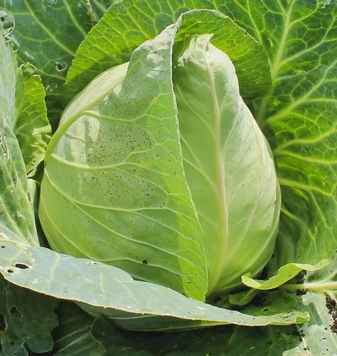 Miniatura 2 de 500 semillas de repollo Wakefield Early Jersey para plantar reliquia sin OMG 2+ gramos de verduras de jardín a granel supervivencia Hominy