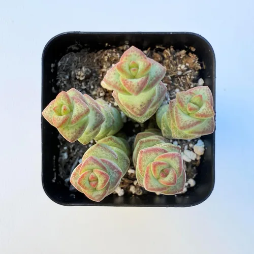Miniatura 9 de Plantas suculentas vivas, variedades variadas en dos tamaños de maceta, plantas de fácil cuidado para interiores y exteriores, GNEM