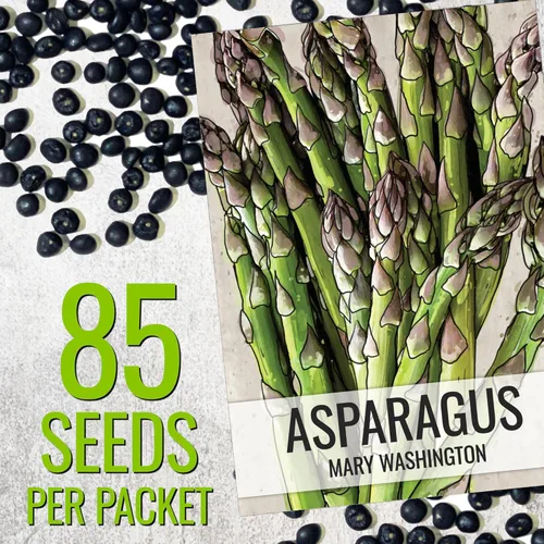 Miniatura 3 de Seed Needs Semillas de espárragos para plantar espárragos Mary Washington, semillas de vegetales perennes sin OMG y sin tratar para plantar un
