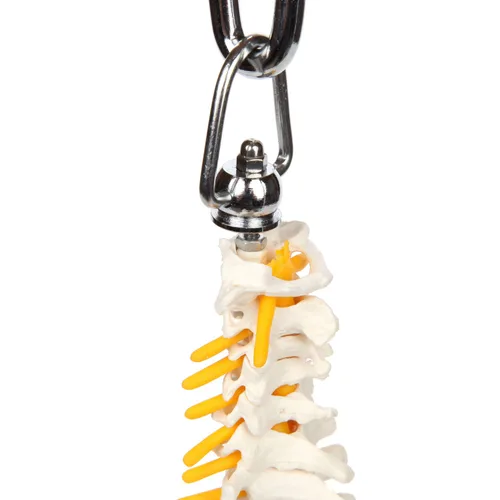 Miniatura 8 de Axis Scientific mini modelo de anatomía de columna vertebral, incluye nervios y viene con soporte resistente.