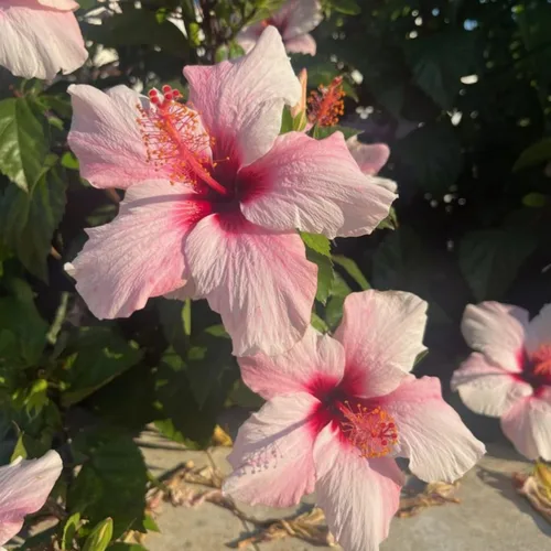 Miniatura 5 de Semillas de flores de hibisco para plantar, flores gigantes, plantas tropicales en maceta, semillas de reliquia sin OMG, plantas exóticas perennes