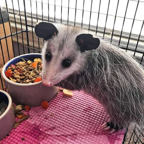 Miniatura 5 de Exotic Nutrition Opossum Complete 4 LB Dieta nutricional saludable en pellets Alimento para zarigüeyas de cola corta y Virginia